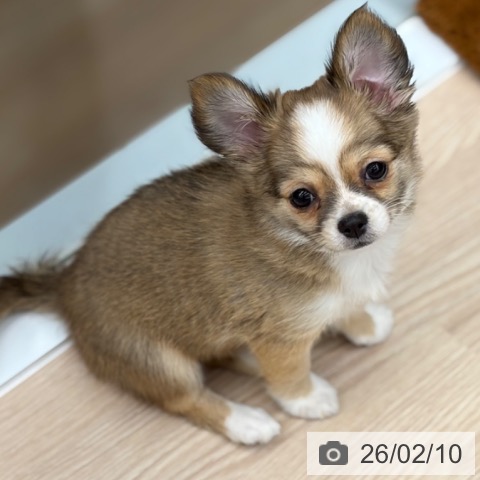 京都府のチワワ(ロング) (ペットプラス 京都桂川店/2025年11月26日生まれ/女の子/レッドホワイト)の子犬の3枚目の画像