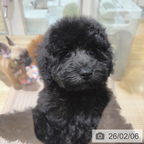 大阪府のトイプードル(トイ) (ペットプラス イオン大日店/2025年11月27日生まれ/男の子/ブラック)の子犬の4枚目の画像