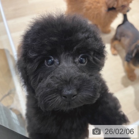 大阪府のトイプードル(トイ) (ペットプラス イオン大日店/2025年11月27日生まれ/男の子/ブラック)の子犬の3枚目の画像