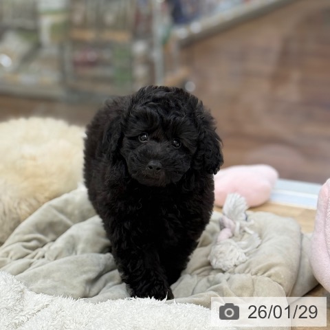 京都府のトイプードル(トイ) (ペットプラス 久御山店/2025年11月27日生まれ/男の子/ブラック)の子犬の4枚目の画像