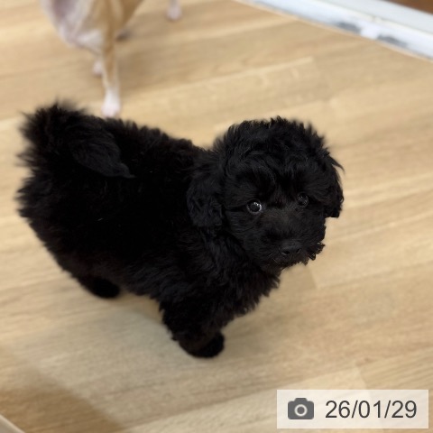 京都府のトイプードル(トイ) (ペットプラス 久御山店/2025年11月27日生まれ/男の子/ブラック)の子犬の3枚目の画像