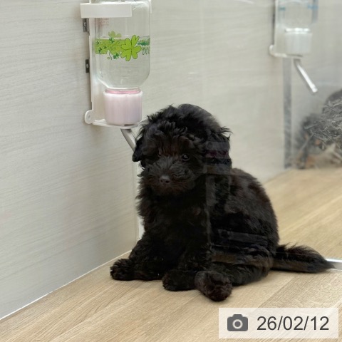 京都府のトイプードル(トイ) (ペットプラス 久御山店/2025年11月27日生まれ/男の子/ブラック)の子犬の3枚目の画像