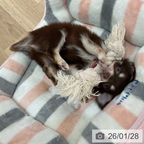 大阪府のチワワ(ロング) (ペットプラス 大阪ドームシティ店/2025年11月27日生まれ/男の子/チョコレートタン)の子犬の4枚目の画像