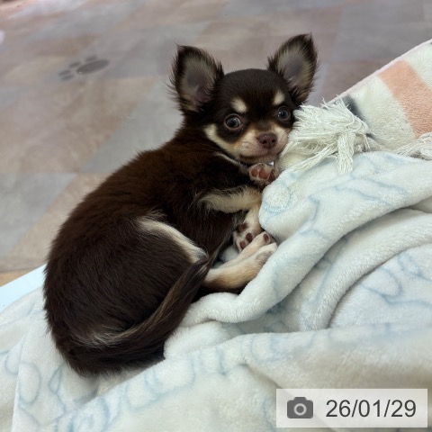 大阪府のチワワ(ロング) (ペットプラス 大阪ドームシティ店/2025年11月27日生まれ/男の子/チョコレートタン)の子犬の3枚目の画像