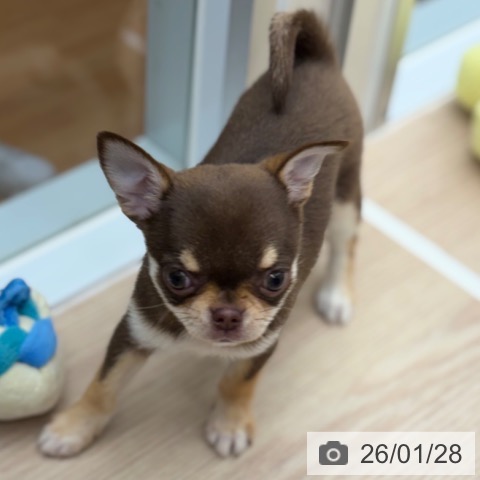 京都府のチワワ(ロング) (ペットプラス 京都桂川店/2025年11月27日生まれ/女の子/チョコレートタン)の子犬の4枚目の画像