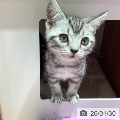 大阪府のアメリカンショートヘアー (ペットプラス 鶴見店/2025年11月20日生まれ/男の子/シルバータビー)の子猫の3枚目の画像