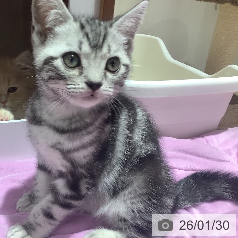 大阪府のアメリカンショートヘアー (ペットプラス 鶴見店/2025年11月20日生まれ/男の子/シルバータビー)の子猫の3枚目の画像