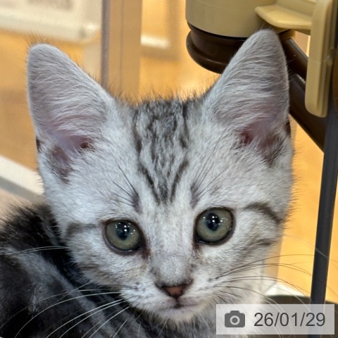 京都府のアメリカンショートヘアー (ペットプラス イオンモールKYOTO店/2025年11月20日生まれ/女の子/シルバータビー)の子猫の4枚目の画像