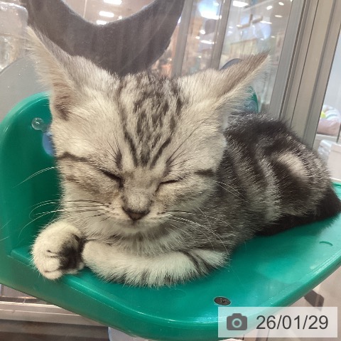 京都府のアメリカンショートヘアー (ペットプラス イオンモールKYOTO店/2025年11月20日生まれ/女の子/シルバータビー)の子猫の3枚目の画像