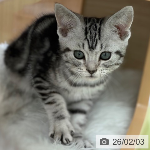 京都府のアメリカンショートヘアー (ペットプラス 京都桂川店/2025年11月20日生まれ/女の子/シルバータビー)の子猫の4枚目の画像