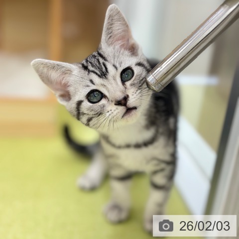 京都府のアメリカンショートヘアー (ペットプラス 京都桂川店/2025年11月20日生まれ/女の子/シルバータビー)の子猫の3枚目の画像