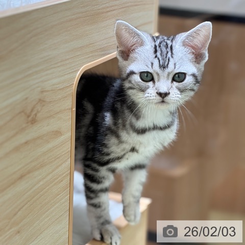 京都府のアメリカンショートヘアー (ペットプラス 京都桂川店/2025年11月20日生まれ/女の子/シルバータビー)の子猫の3枚目の画像