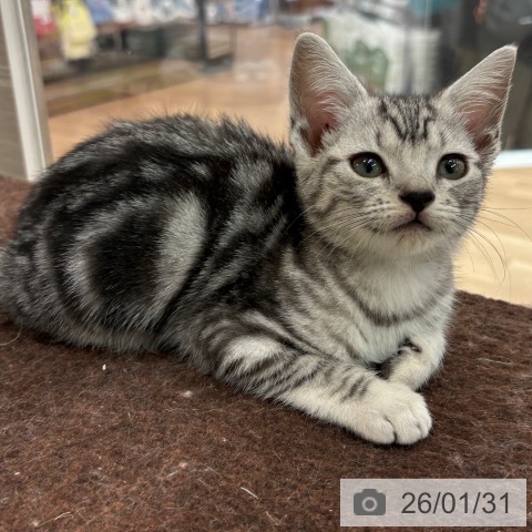 アメリカンショートヘアの写真