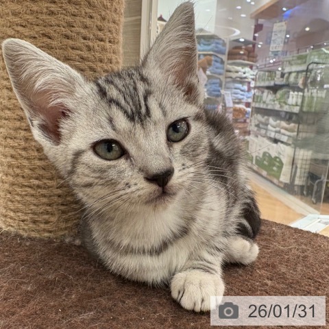 アメリカンショートヘアの写真