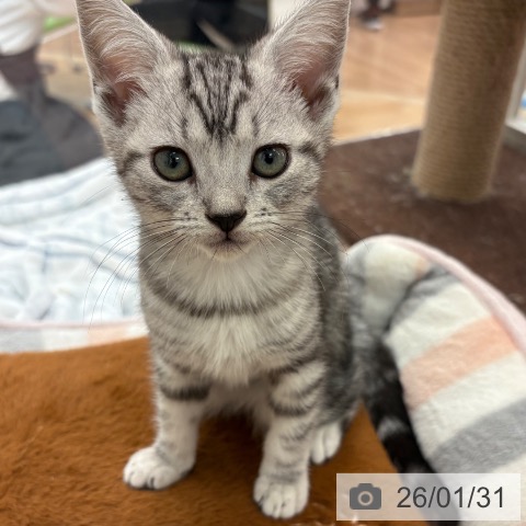 大阪府のアメリカンショートヘアー (ペットプラス 大阪ドームシティ店/2025年11月20日生まれ/女の子/シルバータビー)の子猫の4枚目の画像