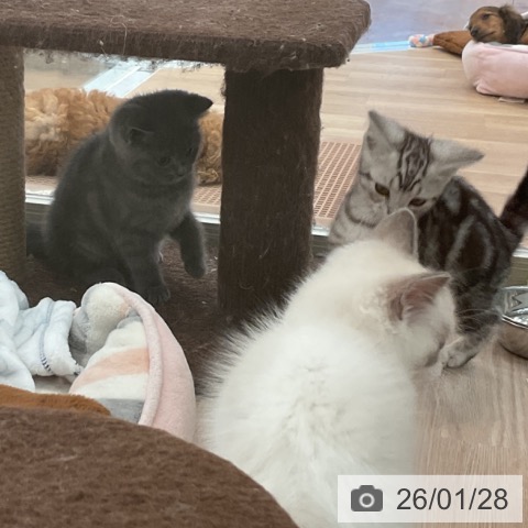 大阪府のアメリカンショートヘアー (ペットプラス 大阪ドームシティ店/2025年11月20日生まれ/女の子/シルバータビー)の子猫の4枚目の画像