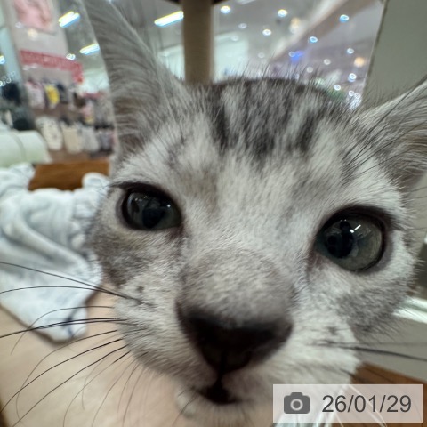 大阪府のアメリカンショートヘアー (ペットプラス 大阪ドームシティ店/2025年11月20日生まれ/女の子/シルバータビー)の子猫の3枚目の画像