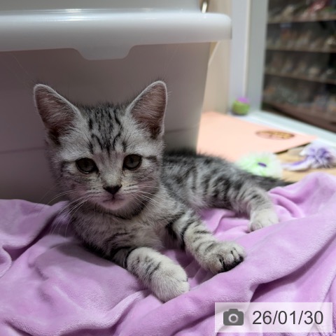 大阪府のアメリカンショートヘアー (ペットプラス 四條畷店/2025年11月20日生まれ/女の子/シルバータビー)の子猫の4枚目の画像