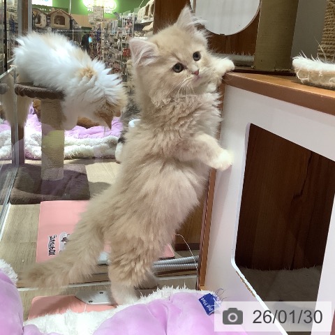 大阪府のラガマフィン (ペットプラス 鶴見店/2025年11月21日生まれ/男の子/クリームホワイト)の子猫の3枚目の画像