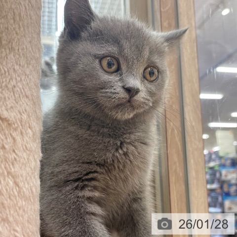 大阪府のブリティッシュショートヘアー (ペットプラス イオン大日店/2025年11月28日生まれ/女の子/ブルー)の子猫の4枚目の画像