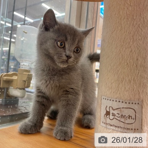 大阪府のブリティッシュショートヘアー (ペットプラス イオン大日店/2025年11月28日生まれ/女の子/ブルー)の子猫の3枚目の画像