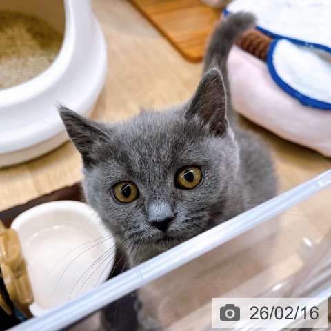 大阪府のブリティッシュショートヘアー (ペットプラス イオン大日店/2025年11月28日生まれ/女の子/ブルー)の子猫の4枚目の画像