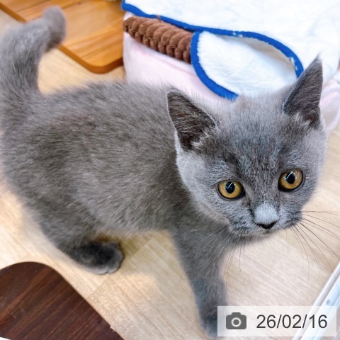 大阪府のブリティッシュショートヘアー (ペットプラス イオン大日店/2025年11月28日生まれ/女の子/ブルー)の子猫の3枚目の画像