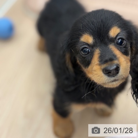 京都府のカニンヘンダックスフンド(ロング) (ペットプラス 京都桂川店/2025年11月26日生まれ/男の子/ブラックタン)の子犬の4枚目の画像