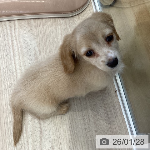 大阪府のカニンヘンダックスフンド(ロング) (ペットプラス ららぽーと和泉店/2025年11月26日生まれ/男の子/イエロー)の子犬の4枚目の画像