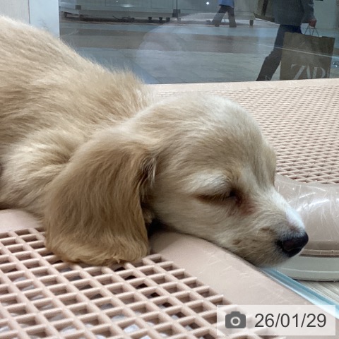 大阪府のカニンヘンダックスフンド(ロング) (ペットプラス ららぽーと和泉店/2025年11月26日生まれ/男の子/イエロー)の子犬の3枚目の画像