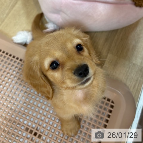 京都府のカニンヘンダックスフンド(ロング) (ペットプラス イオンモールKYOTO店/2025年11月26日生まれ/男の子/ゴールド)の子犬の4枚目の画像