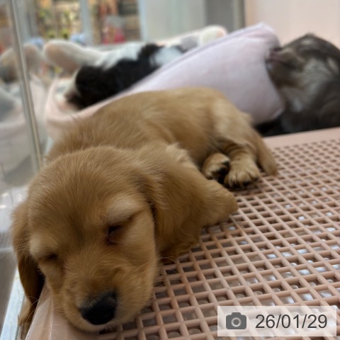 京都府のカニンヘンダックスフンド(ロング) (ペットプラス イオンモールKYOTO店/2025年11月26日生まれ/男の子/ゴールド)の子犬の3枚目の画像