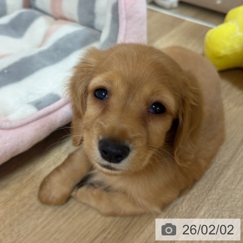 京都府のカニンヘンダックスフンド(ロング) (ペットプラス イオンモールKYOTO店/2025年11月26日生まれ/男の子/ゴールド)の子犬の3枚目の画像