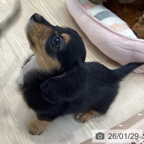 大阪府のカニンヘンダックスフンド(ロング) (ペットプラス ららぽーと和泉店/2025年11月26日生まれ/女の子/ブラックタン)の子犬の4枚目の画像