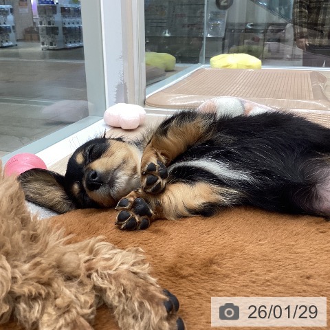 大阪府のカニンヘンダックスフンド(ロング) (ペットプラス ららぽーと和泉店/2025年11月26日生まれ/女の子/ブラックタン)の子犬の3枚目の画像