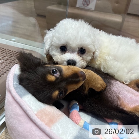 カニーンヘン・ダックスフンドの写真