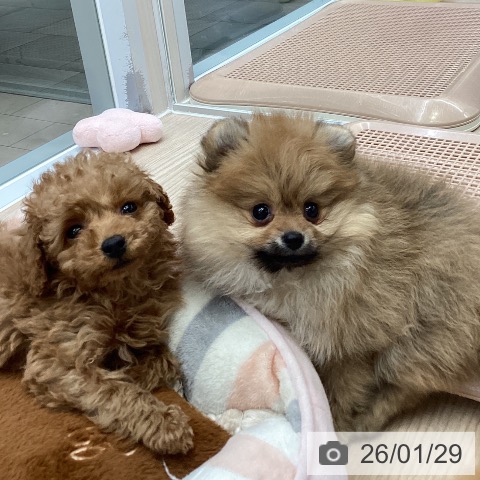 大阪府のポメラニアン (ペットプラス ららぽーと和泉店/2025年11月25日生まれ/男の子/オレンジ)の子犬の4枚目の画像