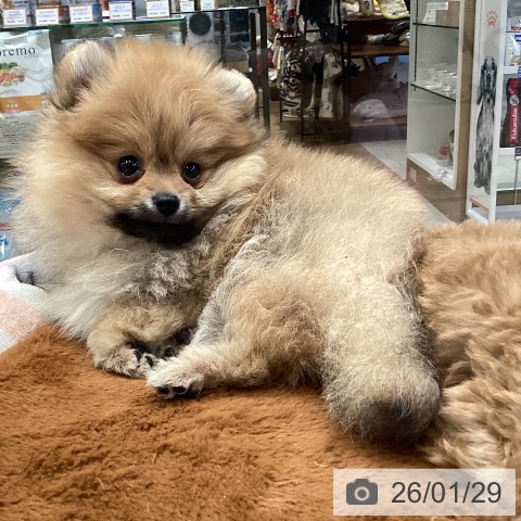 大阪府のポメラニアン (ペットプラス ららぽーと和泉店/2025年11月25日生まれ/男の子/オレンジ)の子犬の3枚目の画像