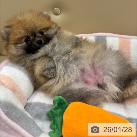 大阪府のポメラニアン (ペットプラス イオン大日店/2025年11月25日生まれ/女の子/オレンジ)の子犬の4枚目の画像