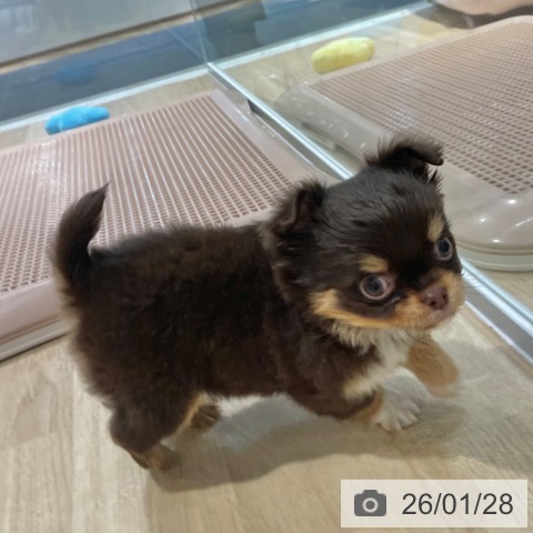 大阪府のチワワ(ロング) (ペットプラス イオン大日店/2025年11月27日生まれ/女の子/チョコレートタンホワイト)の子犬の4枚目の画像