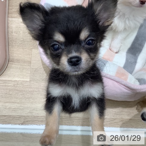 大阪府のチワワ(ロング) (ペットプラス 鶴見店/2025年11月25日生まれ/男の子/ブラックタン)の子犬の4枚目の画像