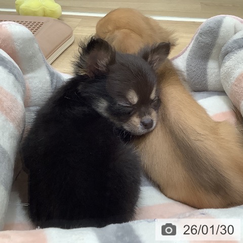 大阪府のチワワ(ロング) (ペットプラス 鶴見店/2025年11月25日生まれ/男の子/ブラックタン)の子犬の3枚目の画像