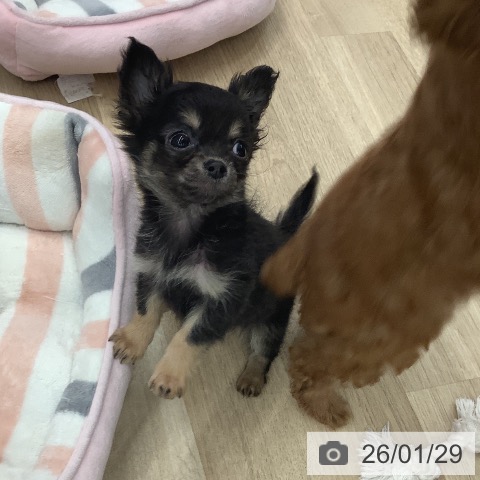 大阪府のチワワ(ロング) (ペットプラス りんくう泉南店/2025年11月25日生まれ/男の子/ブラックタン)の子犬の3枚目の画像