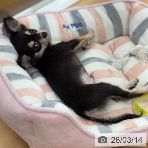 京都府のチワワ(ロング) (ペットプラス 醍醐店/2025年11月25日生まれ/男の子/ブラックタン)の子犬の4枚目の画像