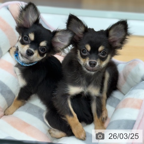 京都府のチワワ(ロング) (ペットプラス 醍醐店/2025年11月25日生まれ/男の子/ブラックタン)の子犬の4枚目の画像