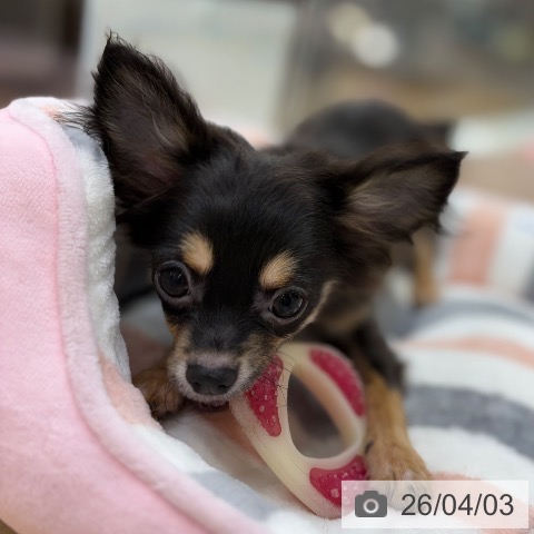 京都府のチワワ(ロング) (ペットプラス 醍醐店/2025年11月25日生まれ/男の子/ブラックタン)の子犬の4枚目の画像