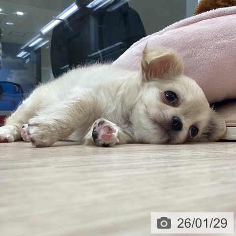大阪府のチワワ(ロング) (ペットプラス ららぽーと和泉店/2025年11月28日生まれ/男の子/クリームホワイト)の子犬の4枚目の画像