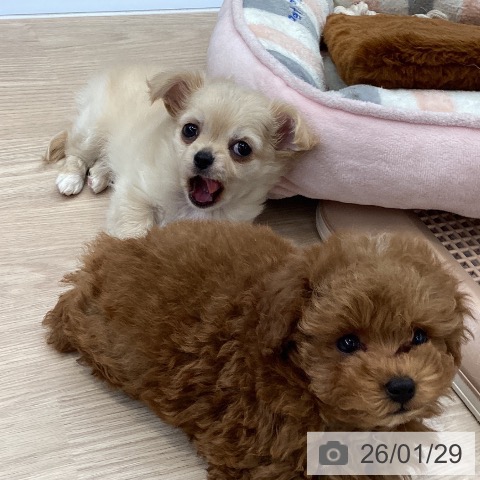 大阪府のチワワ(ロング) (ペットプラス ららぽーと和泉店/2025年11月28日生まれ/男の子/クリームホワイト)の子犬の3枚目の画像