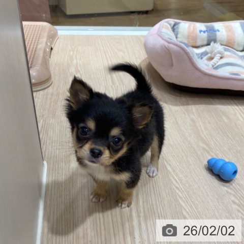 大阪府のチワワ(ロング) (ペットプラス 堺鉄砲町店/2025年11月28日生まれ/男の子/ブラックタン)の子犬の3枚目の画像