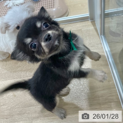 大阪府のチワワ(ロング) (ペットプラス イオン大日店/2025年11月28日生まれ/男の子/ブラックタン)の子犬の4枚目の画像